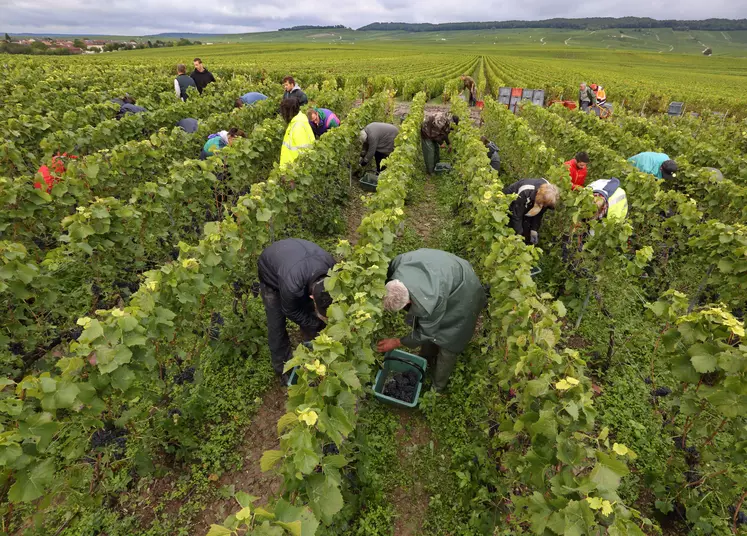 Travailleurs dans une exploitation viticole illustrant le travail saisonnier agricole en Grèce