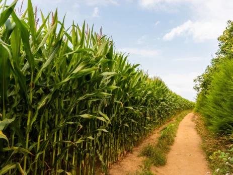 Champ agricole illustrant le secteur agricole, un des domaines de recrutement saisonnier de DINO International Group